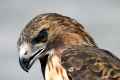 <em>Buteo jamaicensis</em> (Red-tailed Hawk) #1