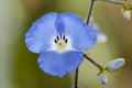 <em>Dichorisandra penduliflora</em> (Weeping Blue Ginger)
