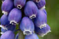 <em>Muscari armeniacum</em> (Grape Hyacinth)