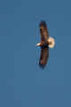 Bald Eagle Flying #2