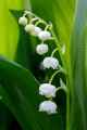 Lily-of-The-Valley #3