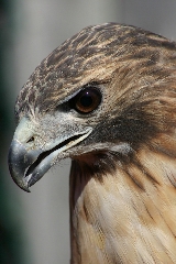 Red-tailed Hawk, close-up