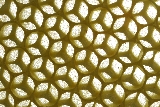 Burr Honeycomb