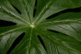Mayapple leaf