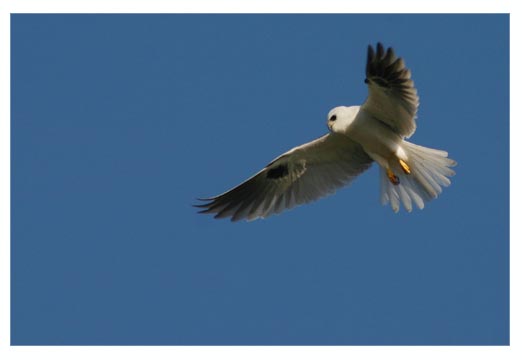 White-tailed Kite