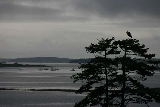 Nevermind the Weather - Great Blue Heron on tree