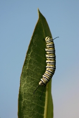 King of the Leaf (Monarch caterpillar)