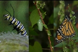 Monarch phases