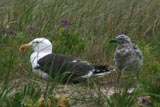 Greater Black-backed gulls