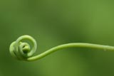 Tendril