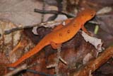 Red Eft