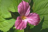 Trillium