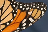 Monarch butterfly wing
