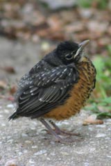 Young American Robin
