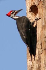 Pileated woodpecker