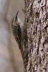 Brown creeper