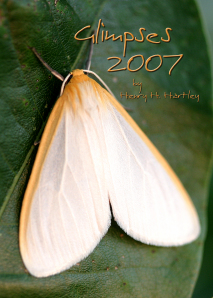 Dogbane Tiger Moth (<em>Cycnia tenera</em>