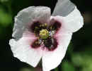 Poppy Flower<br />(<em>Papaver</em>)