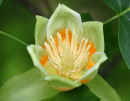 American Tulip Tree Flower<br />(<em>Liriodendron tulipifera</em>