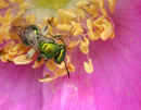 Green Bee<br />on Rugosa Rose