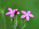 Deptford Pinks<br />(<em>Dianthus armeria</em>)