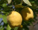 Quince Fruit<br />(<em>Cydonia oblonga</em>)