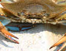 Atlantic Blue Crab<br />(<em>Callinectes sapidus</em>)