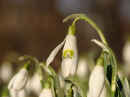 <em>Galanthus nivalis</em> (Common Snowdrop)