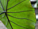 Elephant Ear Leaf