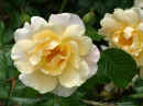 Rose ‘Easlea's Golden Rambler’