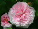 Rose ‘Jacques Cartier’