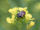 <em>Murgantia histrionica</em> (Harlequin Bug)